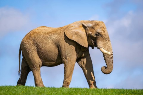 African bush elephant (Loxodonta africana) on a meadow, captive, distribution Afrika