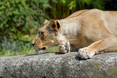 Animal portrait: African lion (Panthera leo), cat, big cat, predator, alert gaze, lying in wait,