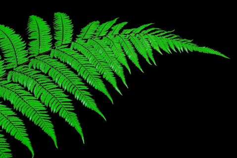 Fern Branch, Westland National Park, World Heritage Site South West New Zealand, West Coast, South