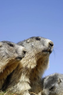 Groundhog, Hohe Tauern, Austria, 09/2007