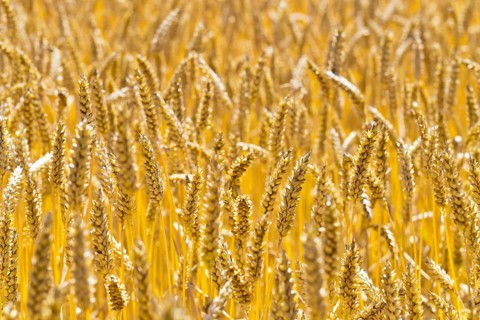 Wheat field in front of harvest, wheat, ears, cornfield, food, Austria