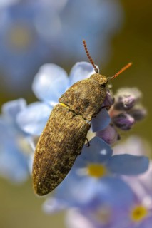 Agrypnus murinus, mouse-gray speedbeetle, mouse-gray speedbeetle, mousegrey click beetle, beetle,