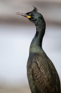 Common Shag, European Shag, Gulosus Aristotelis, Crow Shard, Norway, Phalacrocorax Aristotelis,