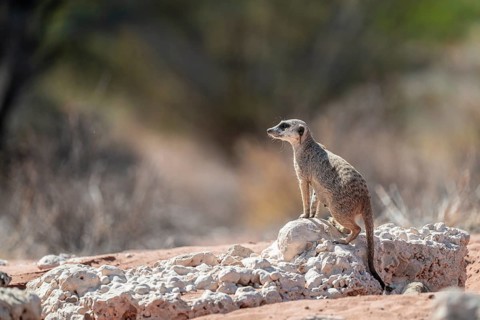 Meerkat (Suricatta suricata), Kgalagadi Transfrontier Park, Northern Cape, South Africa