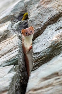 Animals, mammals, stoat standing upright (Mustela erminea), South Tyrol, Italy, South Tyrol, the