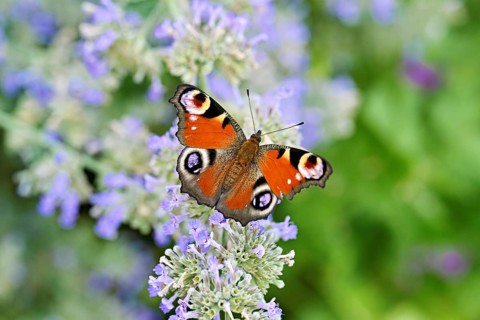 Common peacock butterfly (Inachis io), on a catnip (Nepeta faassenii) flower, Meienberg, Canton of