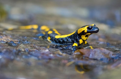 Fire salamanders, fire salamanders, salamandra salamandra, amphibians, amphibians, caudata,