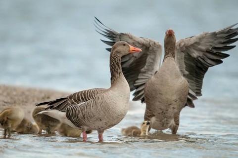 Anser Anser, Greylag or Graylag Goose, Grelag Goose, Anatidae, Birds, Duckbirds, Goose, Geese,