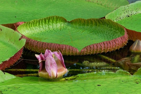Giant water lily, Victoria spec, South America, Bochum Botanical Garden, Bochum Botanical Garden,