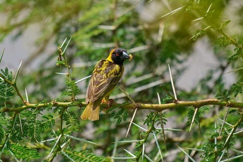 A colourful bird perched on a thorny branch, surrounded by green vegetation: the Village Weaver,