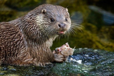 Eurasian otter (Lutra lutra), Lüneburg Heath, Lower Saxony, Germany