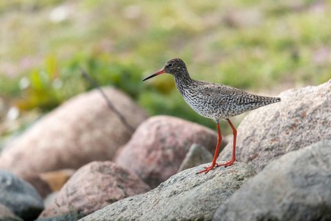 Redshank, redshank, tringa totanus, birds, charadriiformes, limikolen, snipe birds, scolopacidae,