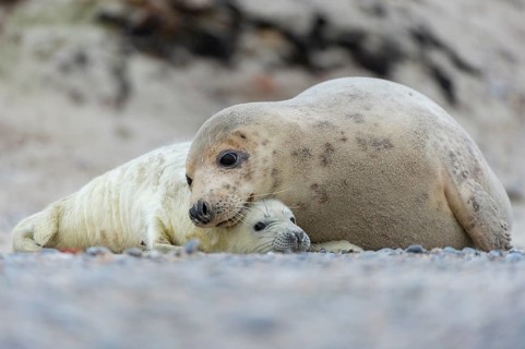 Grey seal (Halichoerus grypus), young seal with its mother, Nordesee, Heligoland,