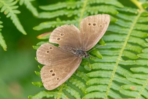 Ringlet butterfly (Aphantopus hyperantus) resting on a fern leaf in Sussex, UK