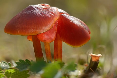 Hygrocybe conica, hygrocybe conica agg, conical sapling, blackening sapling, blackening waxcap,