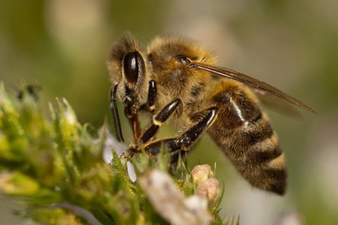 Apidae, apis mellifera, bees, European honey bee, European honeybee, hymenoptera, western honey