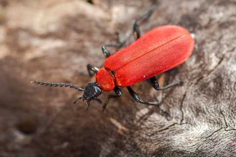 Black headed cardinal beetle, fire beetle, pyrochroa coccinea, scarlet fire beetle, beetle,