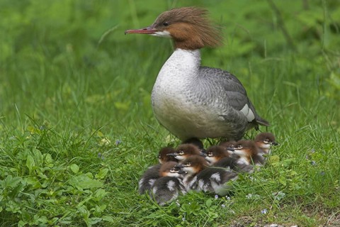 Animals, birds, a goosander with its chicks out for a walk (Mergus merganser)
