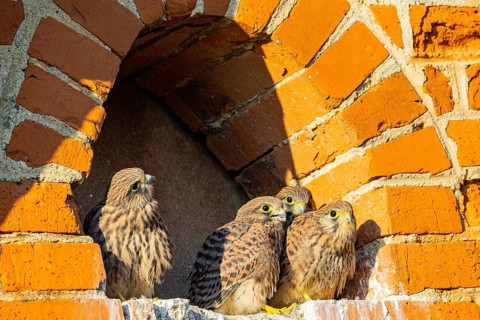 Kestrel (Falco tinnunculus) – Young kestrels in the nest – German