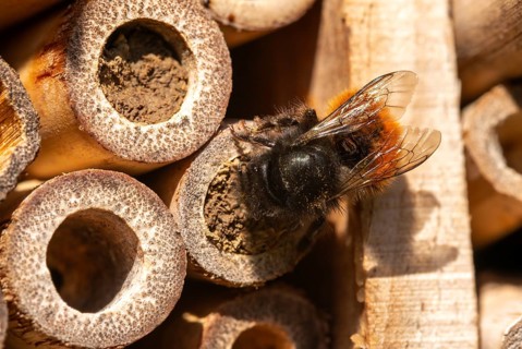 Apidae, bees, horned mason bee, hymenoptera, hornfaced bee, hymenoptera, insect house, insect nest