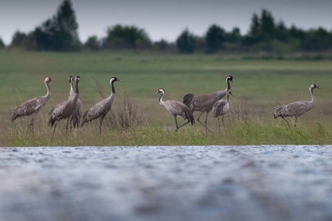 Brandenburg, Crane, Germany, Grus Grus, Crane, Nabu, national natural heritage, Grünhaus natural