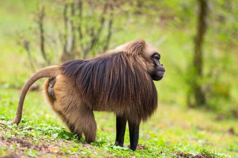 Gelada (Theropithecus gelada) male standing on a meadow, captive, distribution africa
