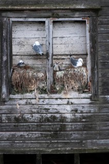 Black-legged Kittiwake, Black-legged Kittiwake, Norway, Rissa Tridactyla, Varanger, Birds, Breed,