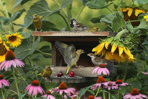 Greenfinches (Chloris chloris) and a male house sparrow at the bird feeder in the summer garden, a