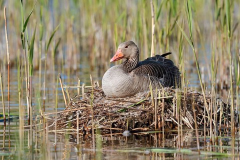 A greylag goose (Anser anser) sitting on its nest, North Rhine-Westphalia, Germany