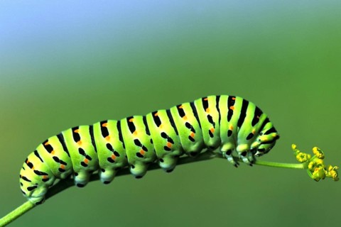 Caterpillar - Schwalbenschwanz, Germany, Federal Republic of Germany