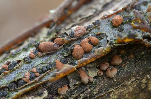 Hazel woodwart, hypoxylon fuscum, carbberry, reddish brown carbberry, purple-brown carbberry,