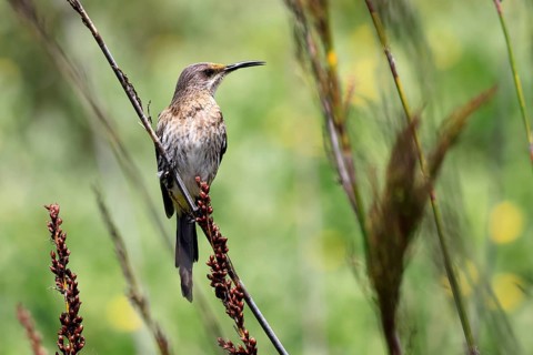 Cape sunbird (Promerops cafer), adult female, perched, alert, Kirstenbosch Botanical Garden, Cape