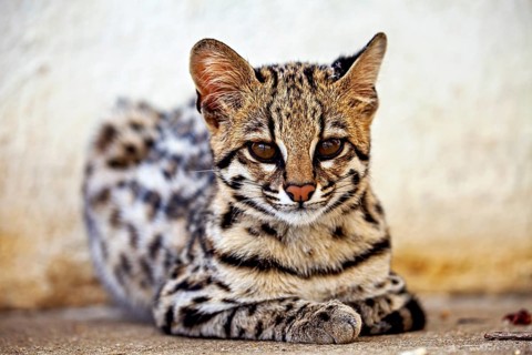 A self-assured cat looks straight into the camera whilst leaning against the wall, a tiger cat in
