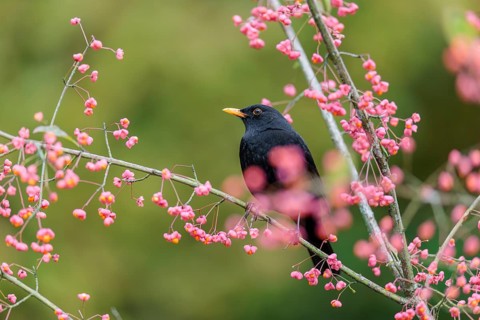 A common blackbird (Turdus merula) sits in a European spindle tree (Euonymus europaeus), and eats