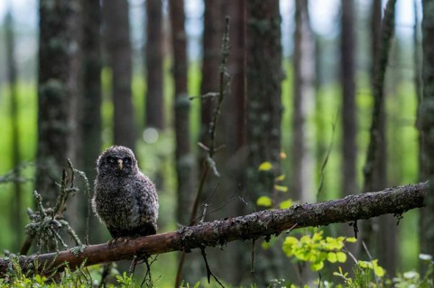 Bearded owl, Finland, Great Grey Owl, Strix nebulosa, birds, owls, adolescent, juvenile, owls,