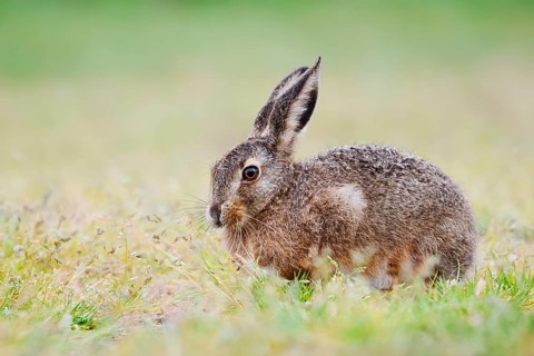 European hare (Lepus europaeus) sitting in a meadow and eating grasses, North Rhine-Westphalia,