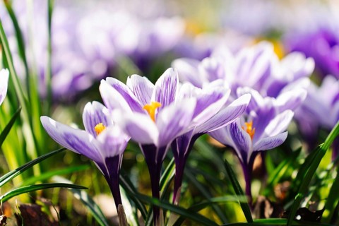Vibrant Crocus Vernus Pickwick flowers blooming in early spring showcasing intricate veined petals,