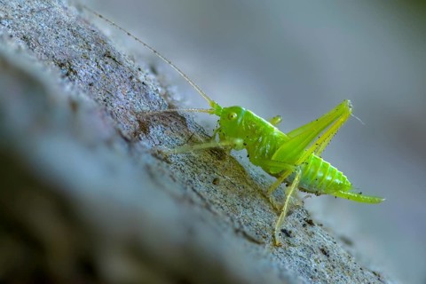 Drumming katydid, oak scare, common oak scare, meconema thalassinum, oak bush cricket,