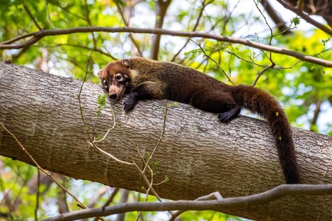 Animals, mammals, coati, resting, Central America, Costa Rica, white-nosed coati (Nasua narica),