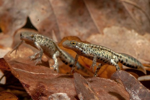 Italian newt, Italian water newt, Lissotriton italicus, Triturus italicus, amphibians, amphibians,