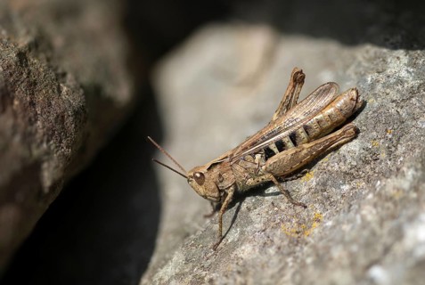 Acrididae, brown grasshopper, caelifera, chorthippus brunneus, field locusts, gomphocerinae,