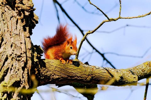 Animals, mammals, Germany, Hesse, Rodgau, squirrel (Sciurus vulgaris), sunbathing