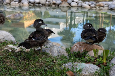 Flock of ducks gather near a tranquil pond surrounded by smooth rocks and lush greenery. The