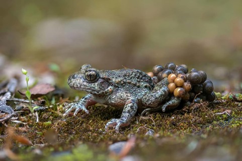 Alytes obstetricans, common midwife toad, obstetrician toad, northern obstetrician toad,