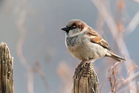 House sparrow, Passer domesticus, sparrow, birds, garden, garden fence, male, passeri, songbirds,