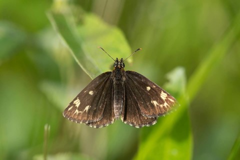Hesperiidae, heteropterus morpheus, large chequered skipper, mirrorspot thighead, butterfly,