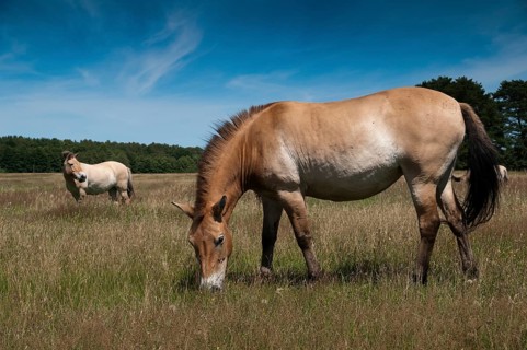 Asian wild horse, Equus Przewalskii, Mongolian wild horse, odd-toed ungulates, perissodactyla,
