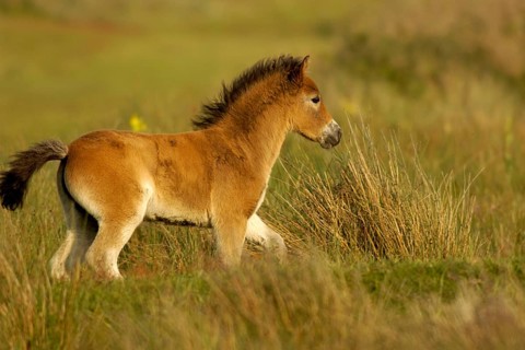 Pets - Horses Animals - mammals - Horses, Texel island, Netherlands