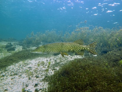 A pike (Esox lucius) glides through the clear water over sea grass and algae, natural colours,