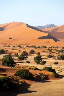 Green trees between red-yellow Namib sand dunes, Namib Desert, Namib-Naukluft National Park,